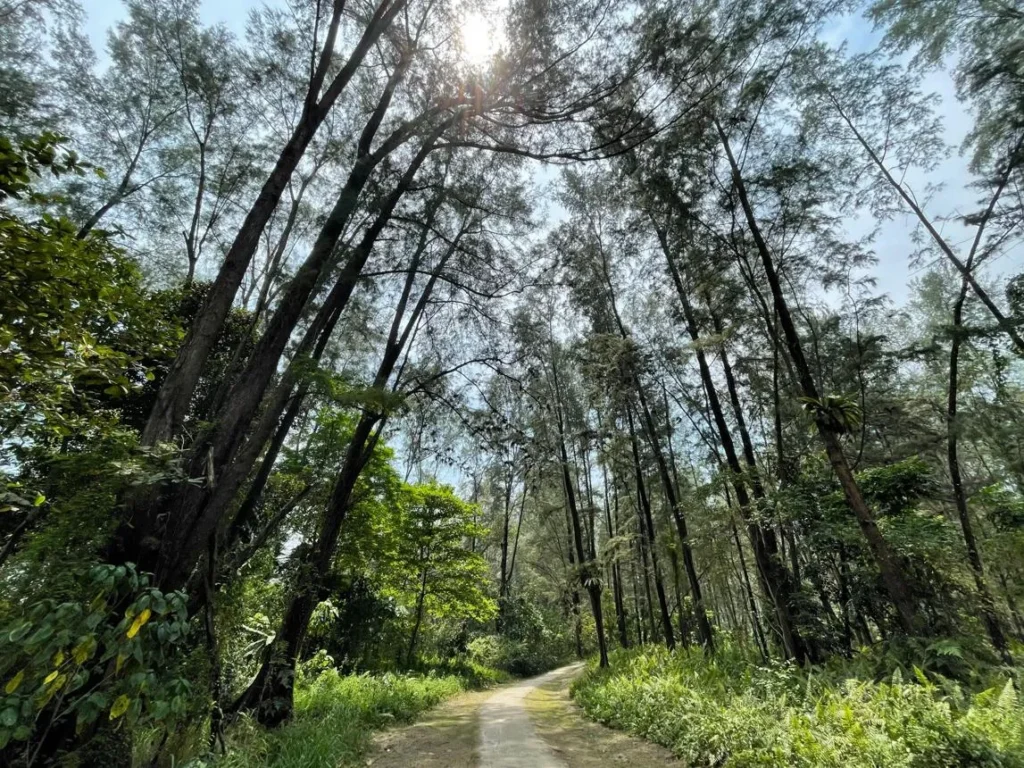 Natural walking trail surrounded by trees at Coney Island Park Singapore