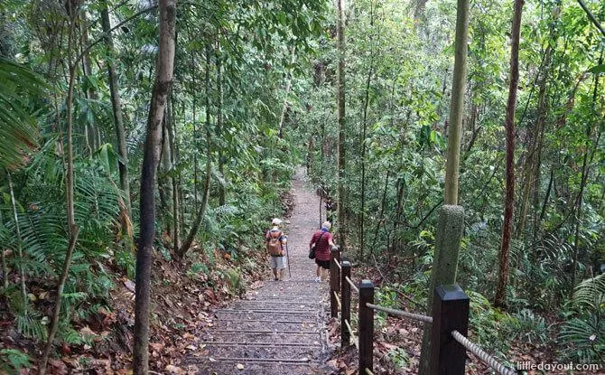 Forest walking trail through Dairy Farm Nature Park near Singapore Quarry