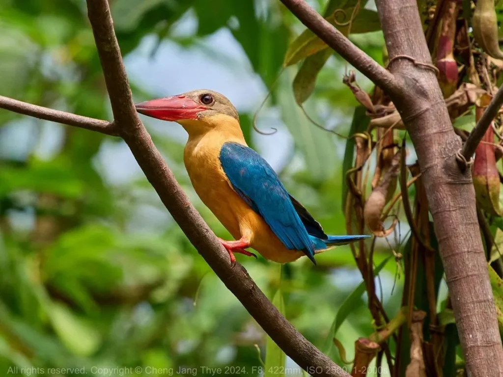 Bird near the freshwater habitat and greenery around Singapore Quarry