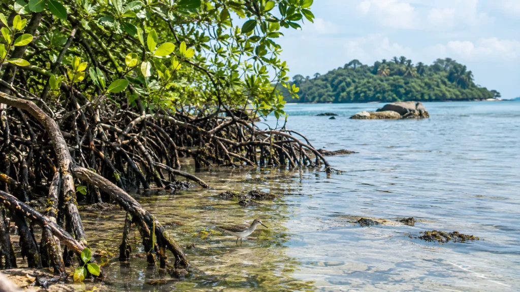 Mangrove habitat and coastal biodiversity in Singapore’s Southern Islands